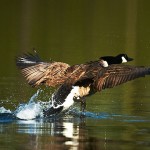 NaturAmDTeich-043-12