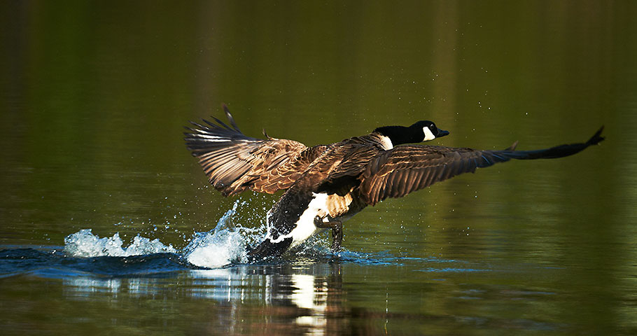NaturAmDTeich-043-12