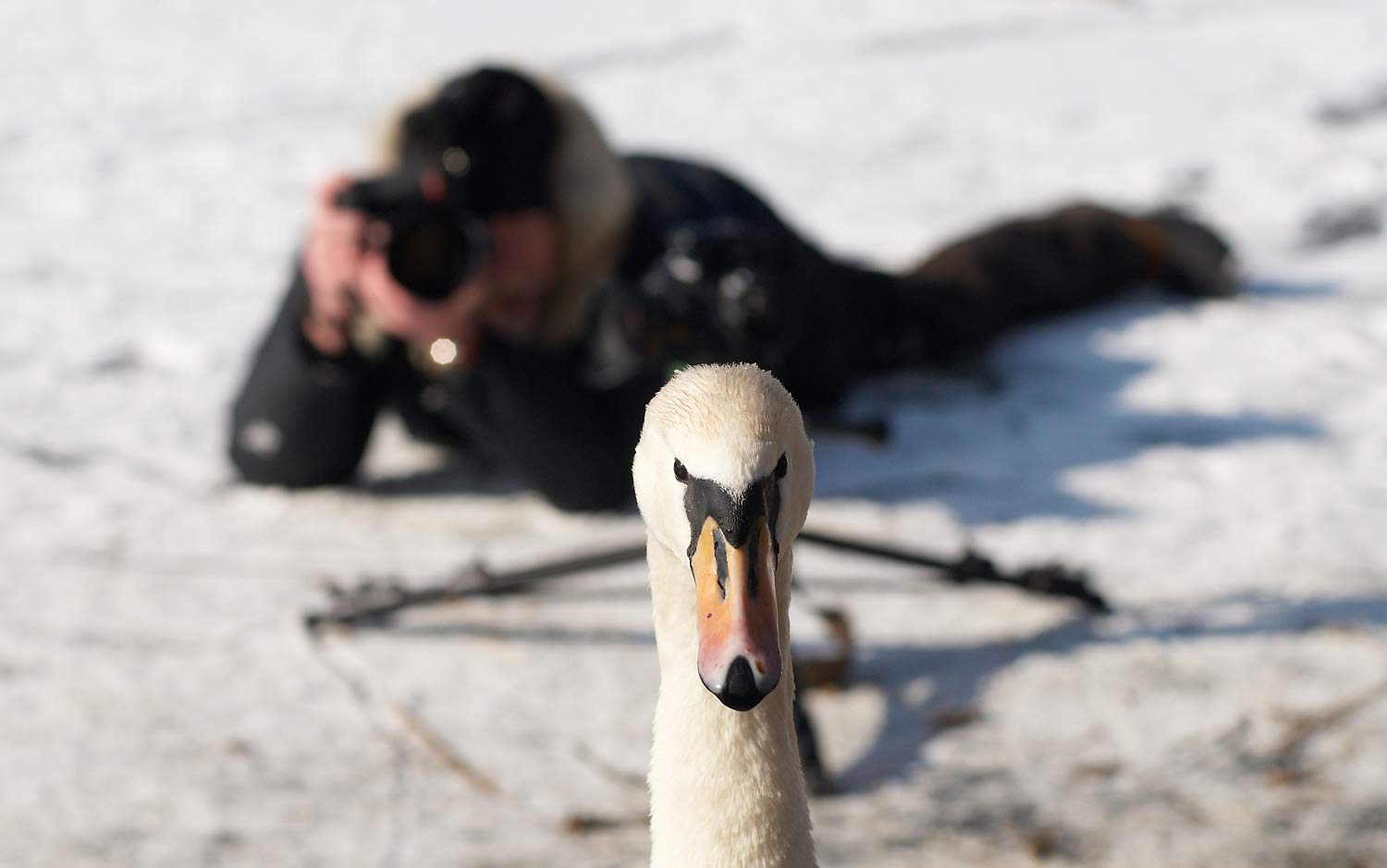 Schwäne im Schnee, Making Of