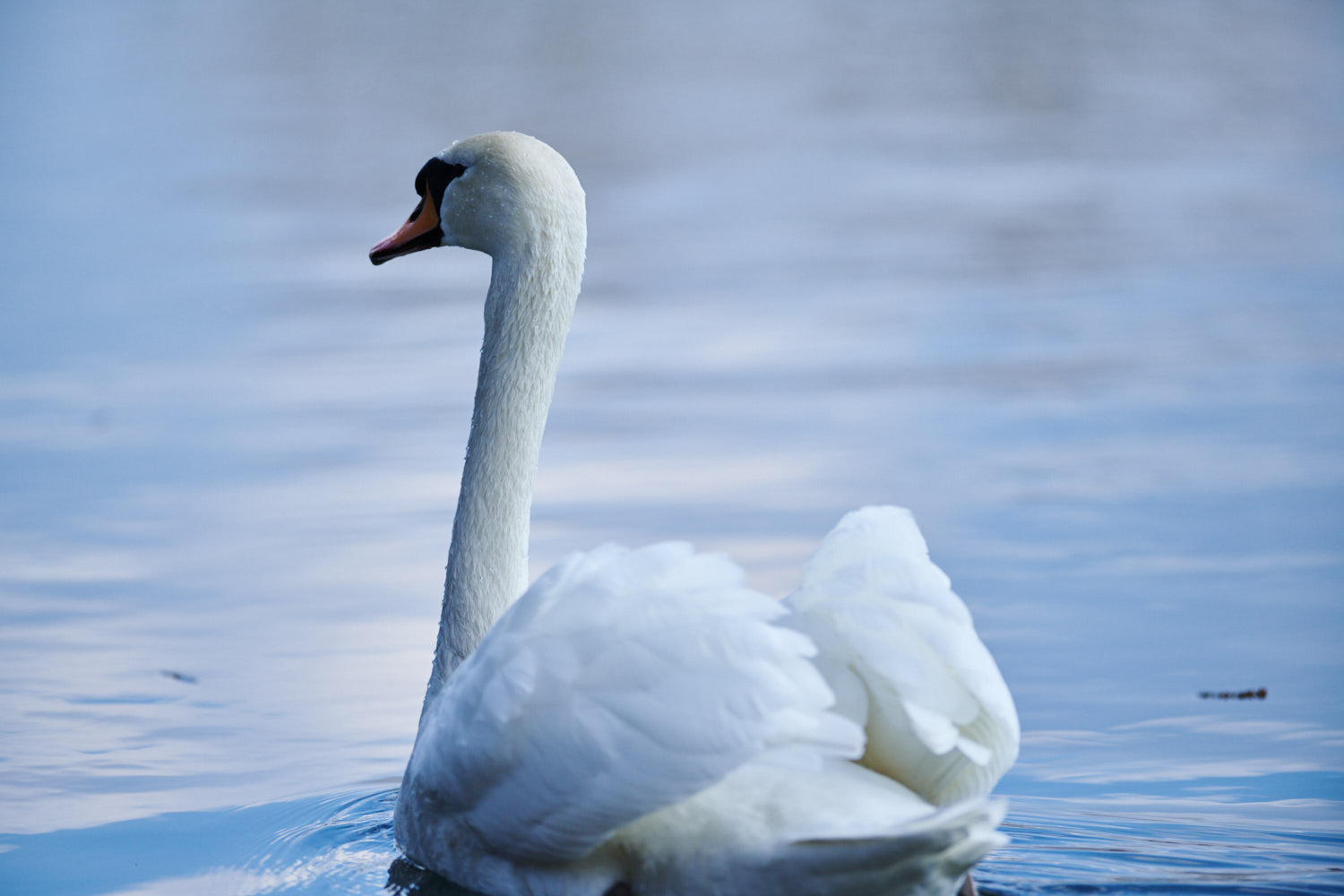 Wasservögel im März