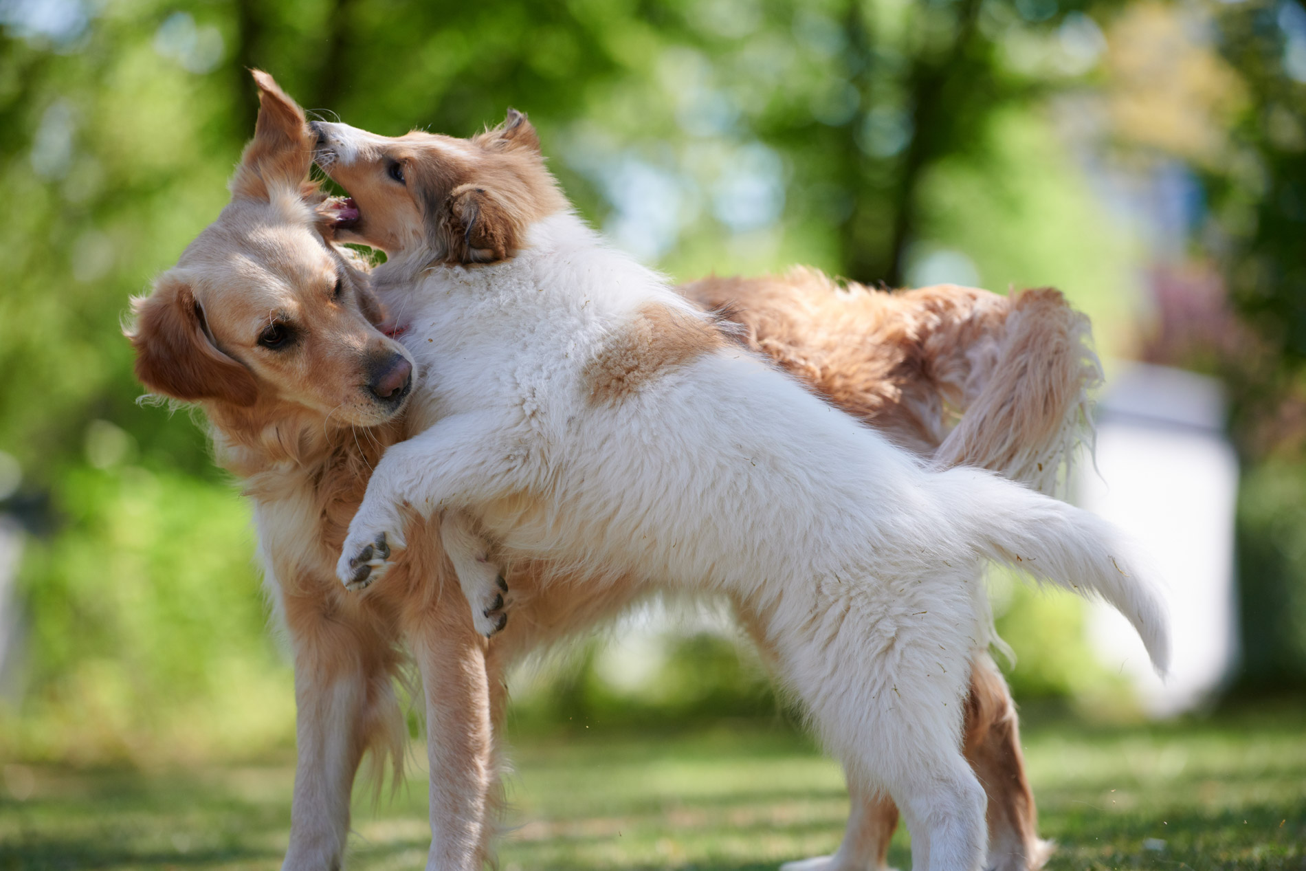 Spielende Hunde