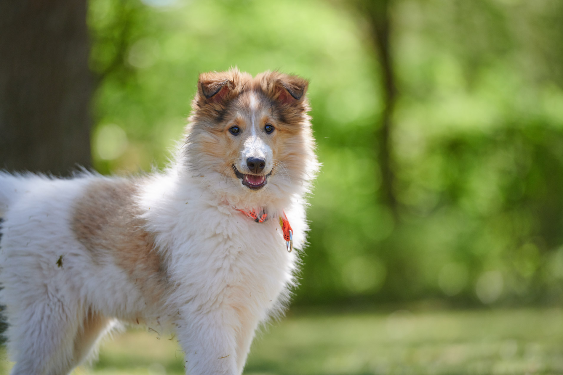 Spielende Hunde