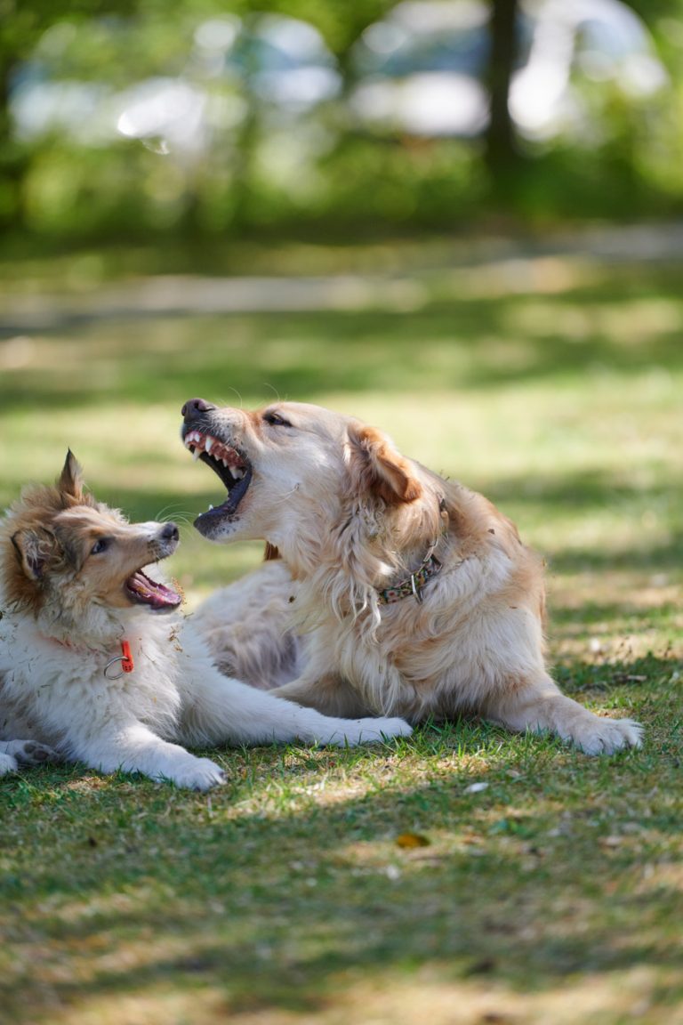 Spielende Hunde Fotografie Gert Klaus